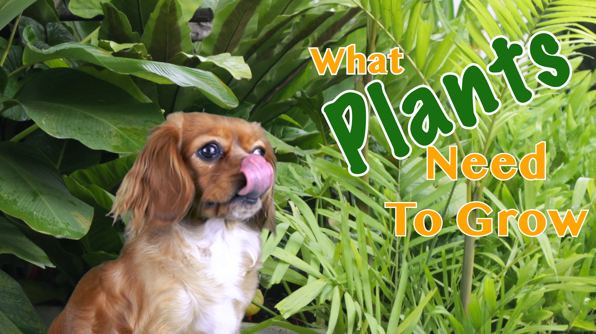 What Plants Need To Grow: A Lesson For Kids