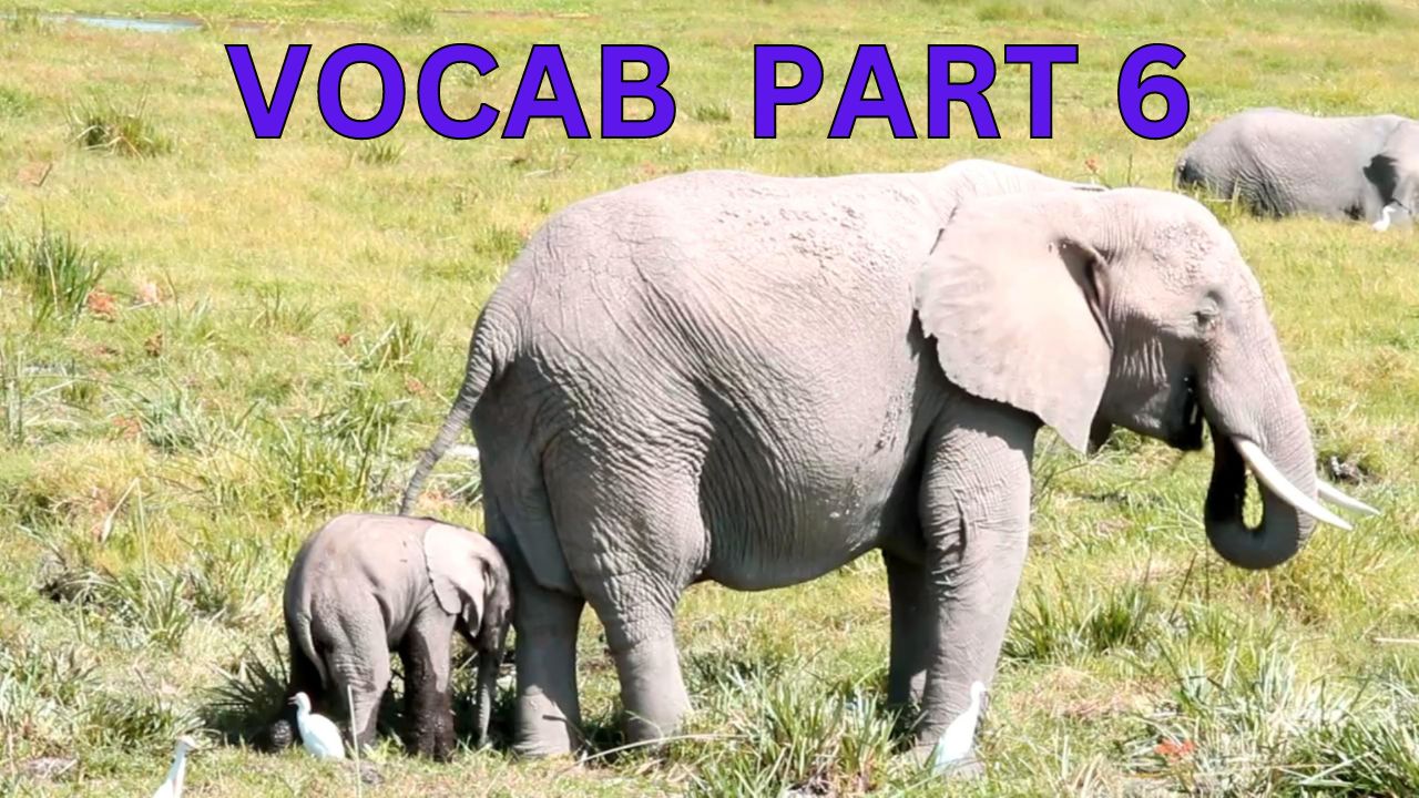 "Vocabulary Builder Part 6" Video sheet, Google Forms, Canvas & more V2