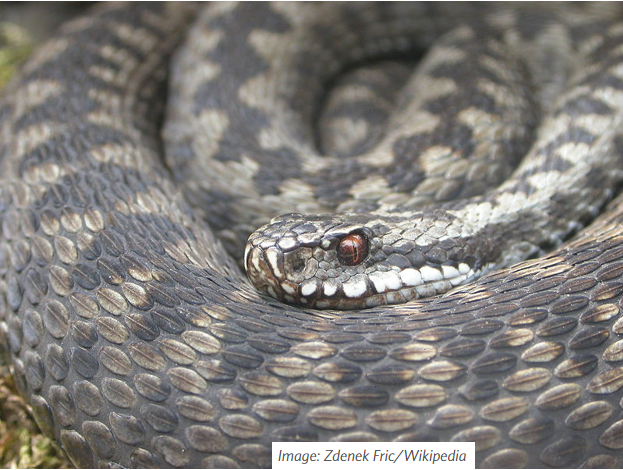 Defanging Snakebites' Danger
