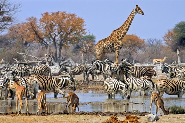 Interactions in Ecosystems - Legends of Learning