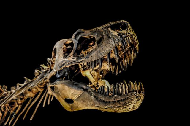 The Fossil Record - Legends of Learning
