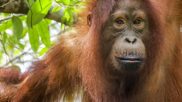 Virtual Field Trip to Borneo: The Symphony of the Rainforest